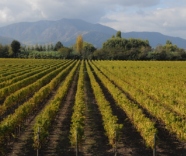 Viu Manent and their single vineyard wines